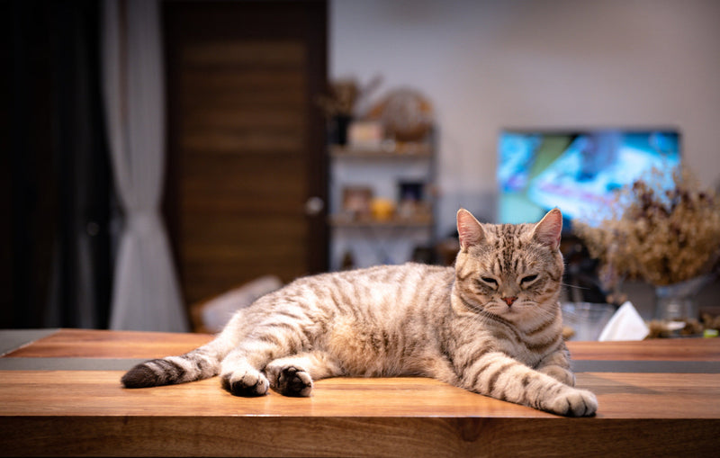 How to Treat Cat Allergies: Diet, Supplements & Management Guide for Indian Pet Parents