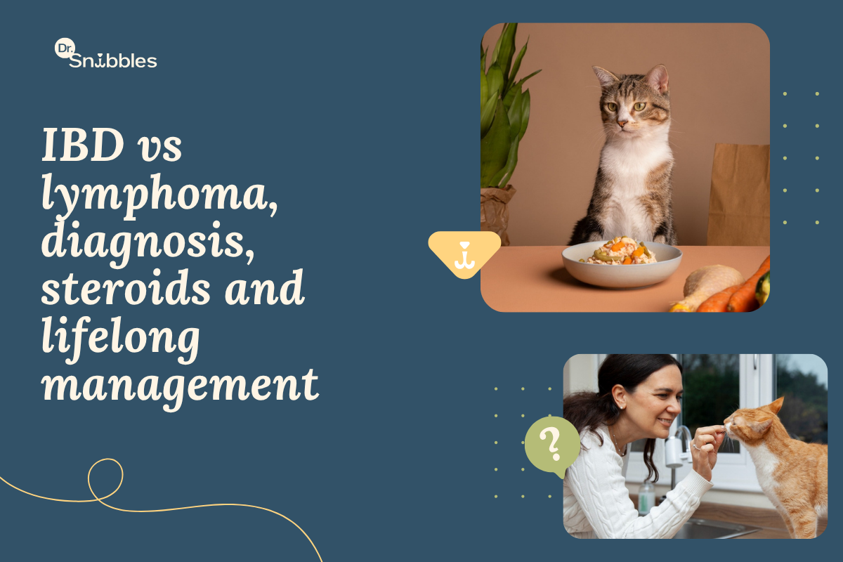 Inflammatory Bowel Disease Guide for Cats – Dr Snibbles