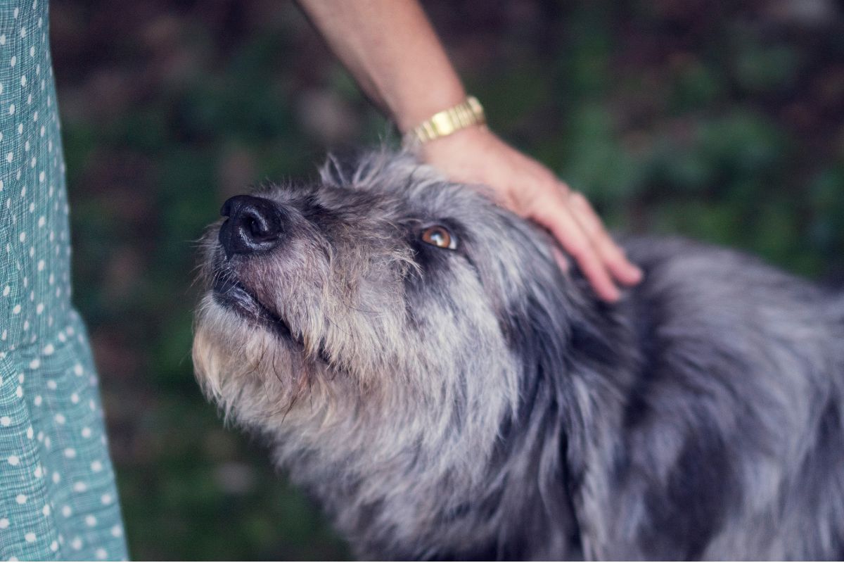 Senior Dog Nutrition Guide: When to Switch & What to Feed Your Aging Dog