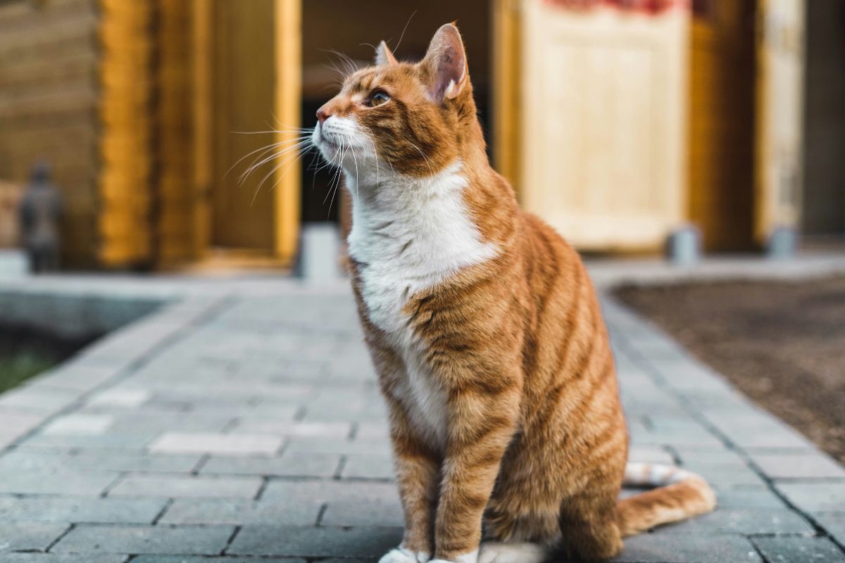 Senior Cat Feeding Guide: Daily Meal Plans That Actually Work