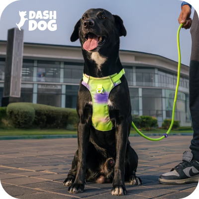 Custom Meal Plans for Dogs and Cats