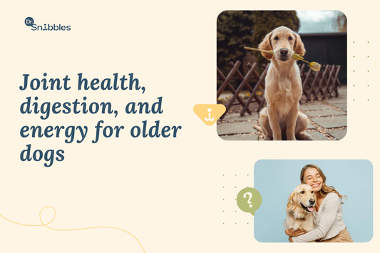 When to switch to senior dog food depends on size, from 5 years for giants to 10 for small breeds. Don't cut protein.
