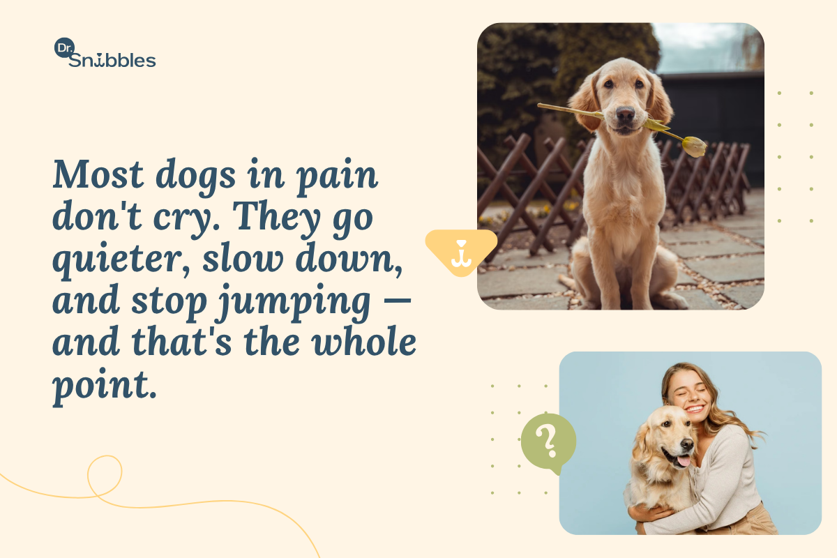 What's Wrong With My Dog? Recognizing Signs of Joint Problems
