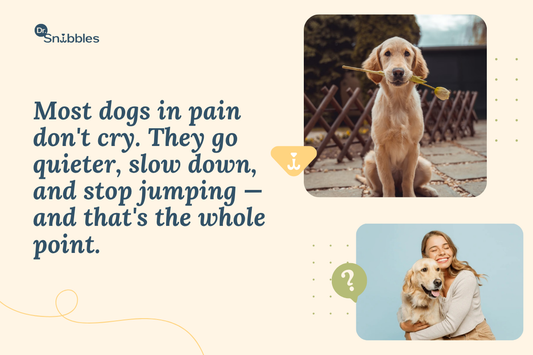 What's Wrong With My Dog? Recognizing Signs of Joint Problems