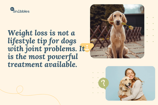 Weight loss is not a lifestyle tips for dogs with joint problems. It is the most powerful treatment available.