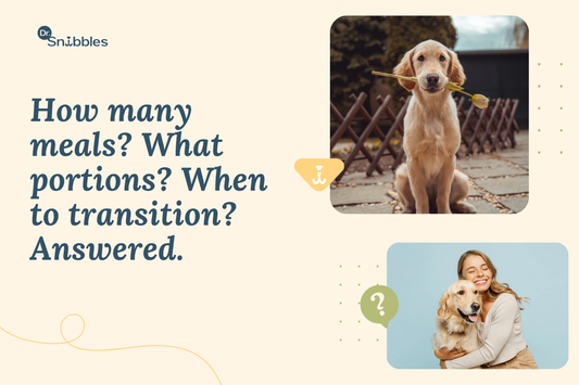Puppy feeding schedule: four meals a day until 4 months, three until 6, then two, with portions based on calories.