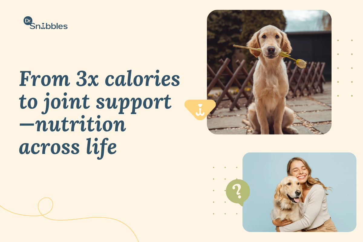 How to feed a dog by age and breed: growth food for puppies, fewer calories for seniors, controlled minerals for giants.
