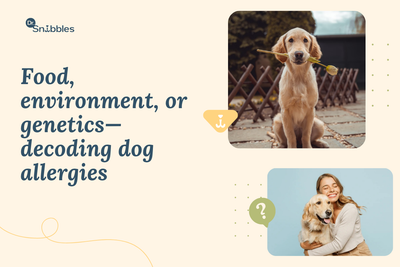Dog vomiting causes and when to call a vet, vet-backed guide by Dr Snibbles