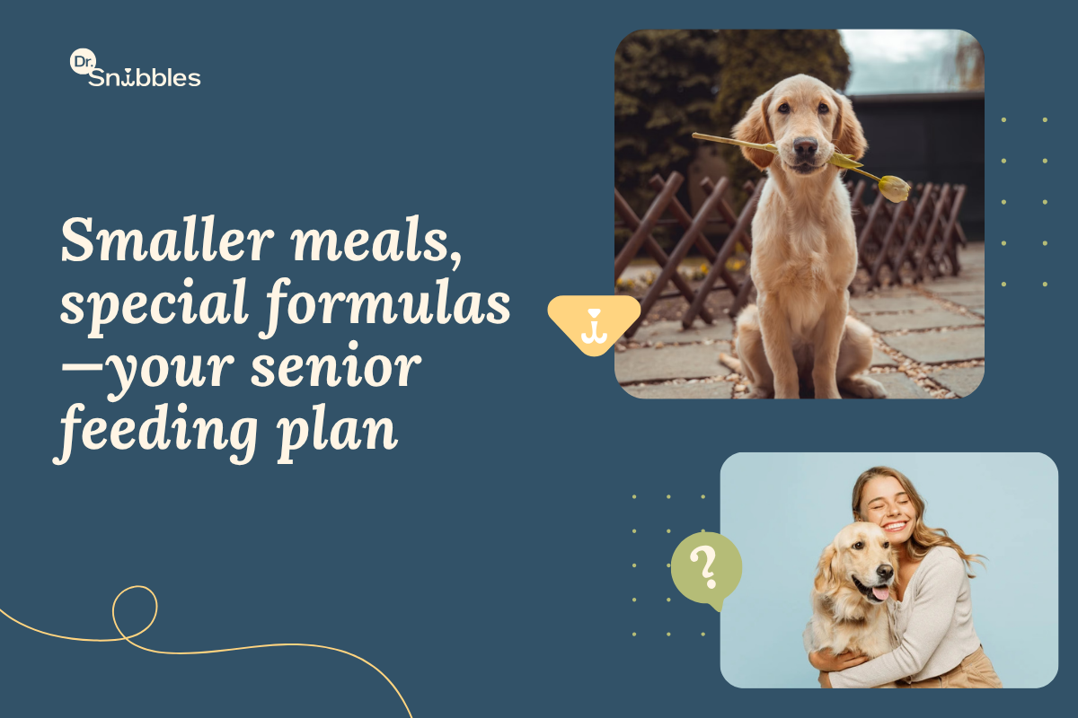 What to feed a senior dog: quality senior kibble, wet food for hydration and a little fresh food, split across two meals.