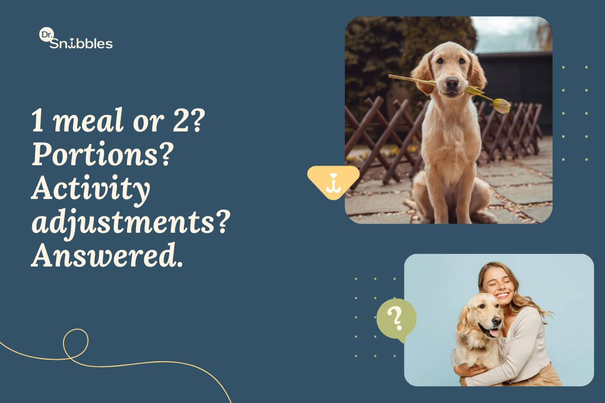 Complete Adult Dog Feeding Guide: Mixed Diet for Optimal Health