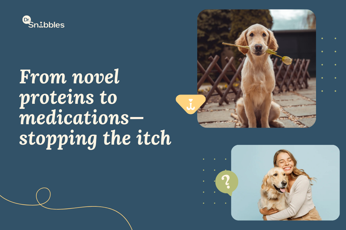 Dog allergy treatment means management, not a cure: a strict diet trial first, then supplements and a cleaner home.