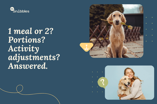 Mixed feeding for adult dogs: half balanced commercial food, half home-cooked, with portions set by breed and weight.
