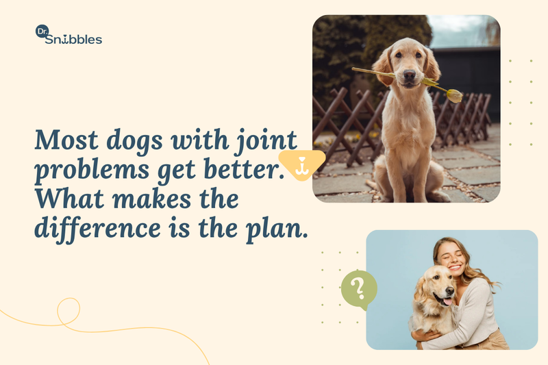 Most dogs with joint problems get better. What makes the difference is the plan