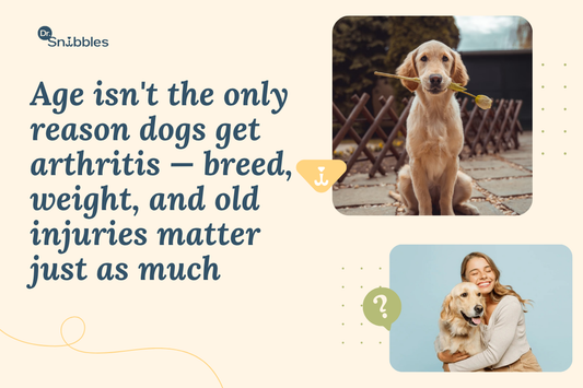 Age isn't the only reason dogs get arthiritis, breed weight, and old injuries mater just as much