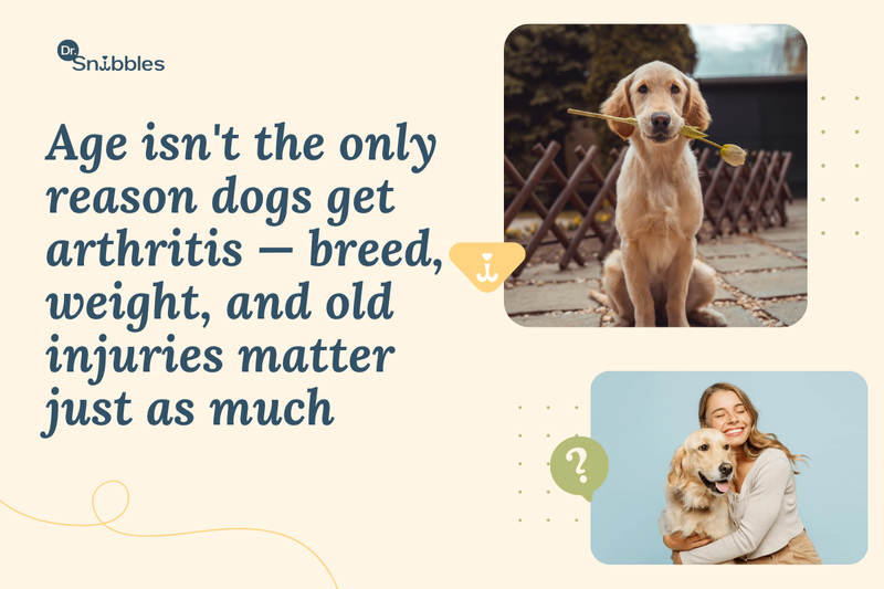 Age isn't the only reason dogs get arthiritis, breed weight, and old injuries mater just as much