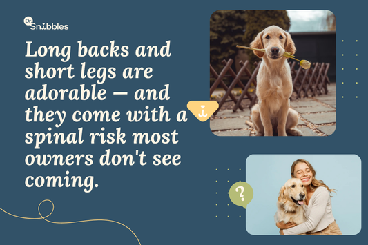 Long backs and short legs are adorable and they come with a spinal risk most owners don't see coming.