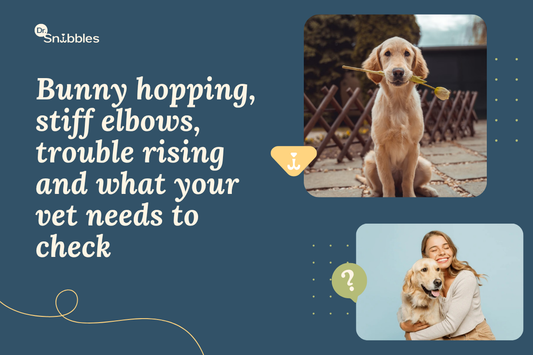 Bunny hopping, stiff elbows, trouble rising and what your vet needs to check
