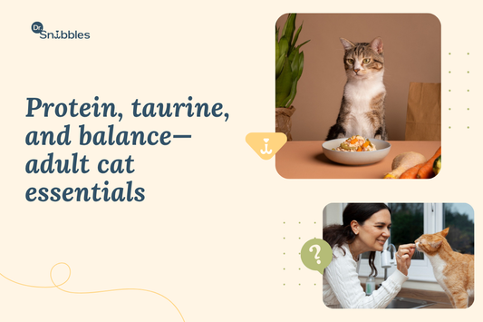 What to feed an adult cat daily: mostly wet food, high animal protein, two or three measured meals and fresh water.
