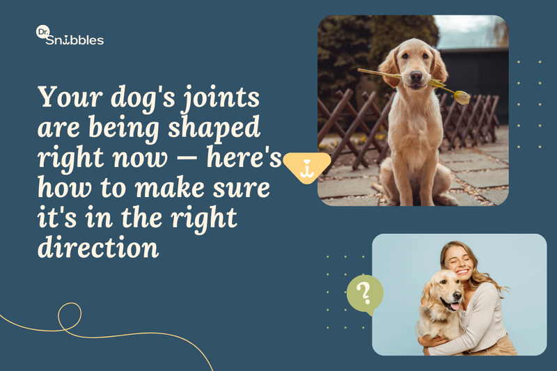 Your dog's joints are being shpaed right now, here's how to make sure it's in the right direction. 