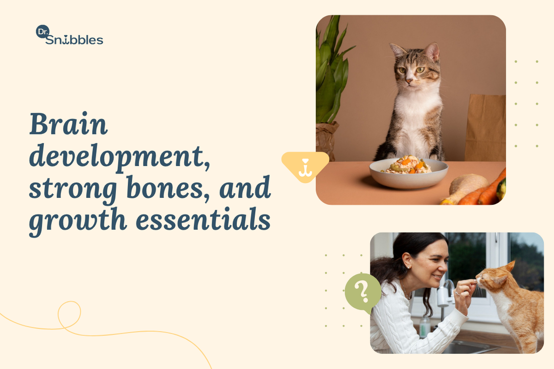 How to Feed a Kitten: Daily Schedule & Best Food