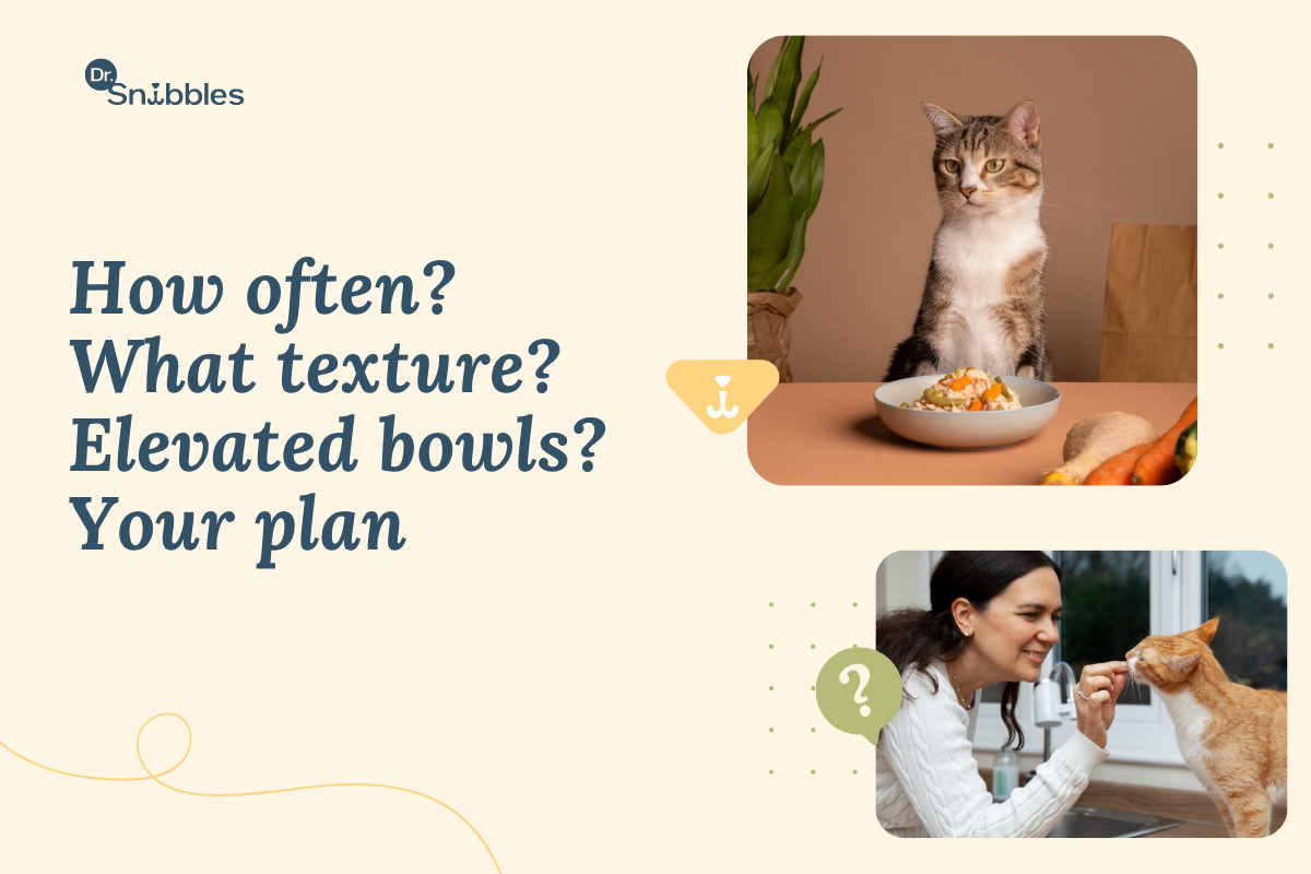 Senior Cat Feeding Guide: Daily Meal Plans That Actually Work