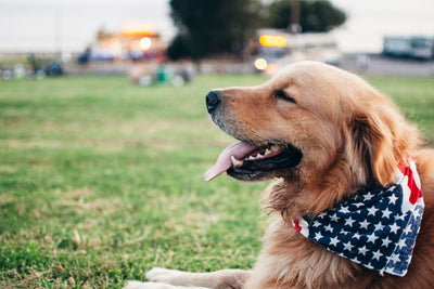 Dog Allergies: Complete Symptoms Guide & Expert Treatment Tips (2025)