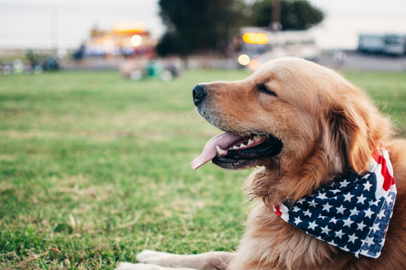 Dog Allergies: Complete Symptoms Guide & Expert Treatment Tips (2025)