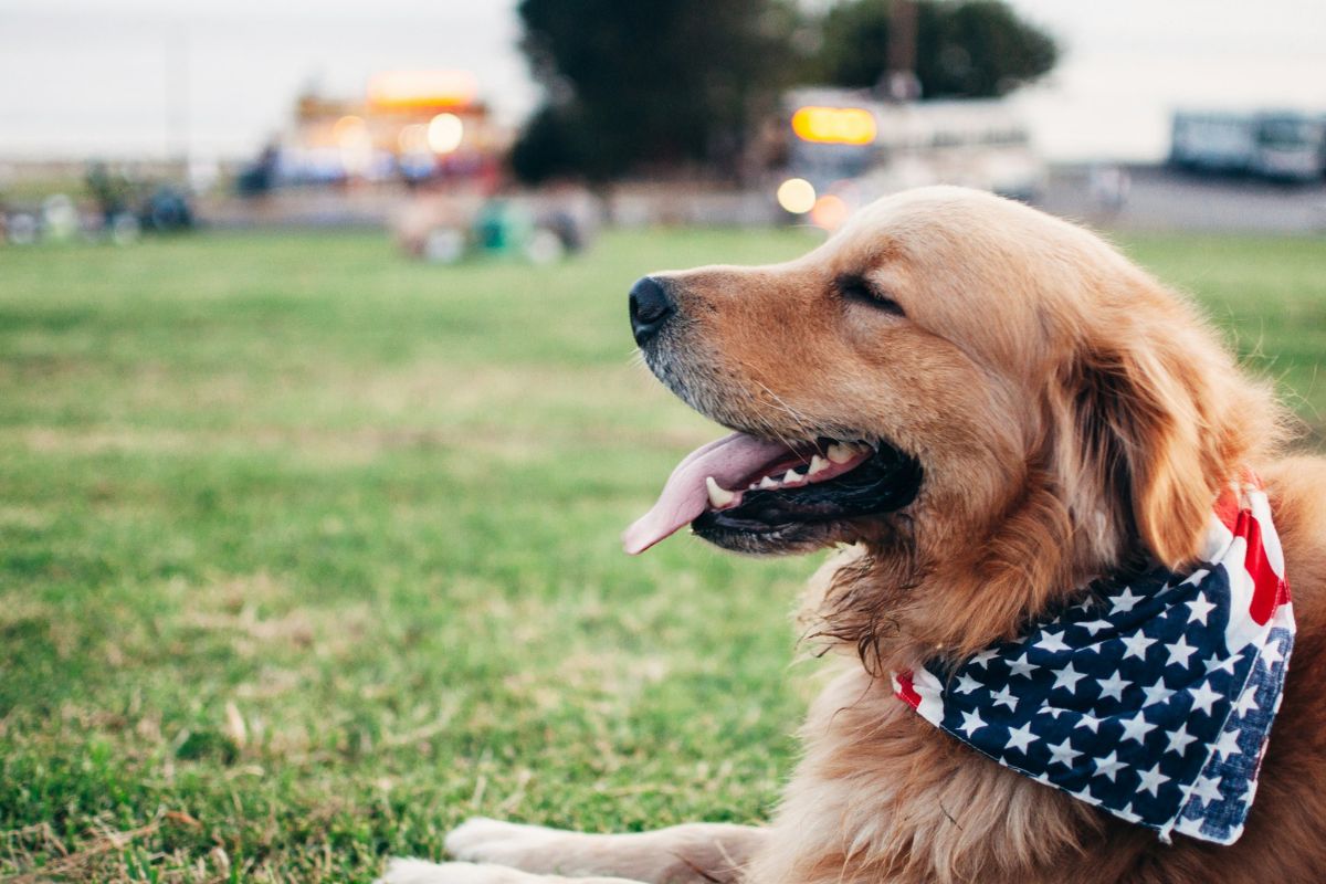 Complete Adult Dog Feeding Guide: Mixed Diet for Optimal Health