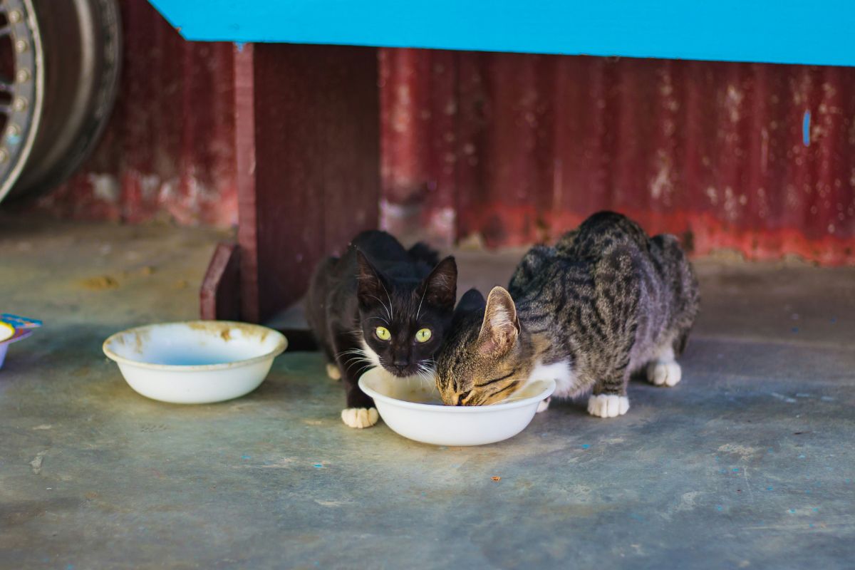 What to Feed Your Kitten for Optimal Health [2025]