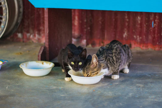 What to Feed Your Kitten for Optimal Health [2025]