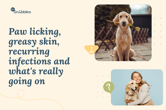 Bacterial and Yeast Skin Infections in Dogs: Signs, Causes & Treatment