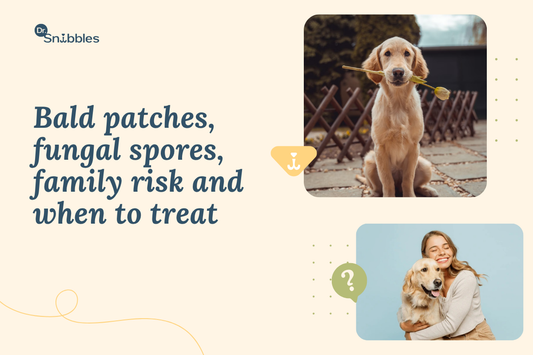 Ringworm in Dogs: What It Looks Like, How to Treat It, and How to Stop It Spreading