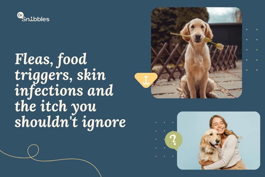My Dog Won't Stop Scratching: 6 Common Causes of Itchy Skin