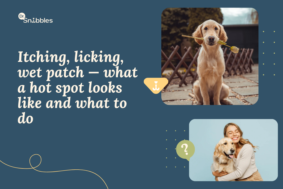 Hot Spots on Dogs: Causes, Treatment & How to Stop Them Coming Back