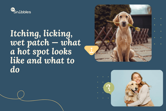 Hot Spots on Dogs: Causes, Treatment & How to Stop Them Coming Back