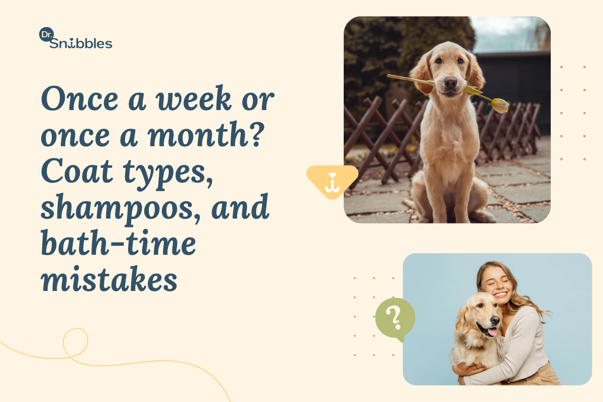 How Often Should I Bathe My Dog? A Vet-Approved Guide to Grooming for Healthy Skin