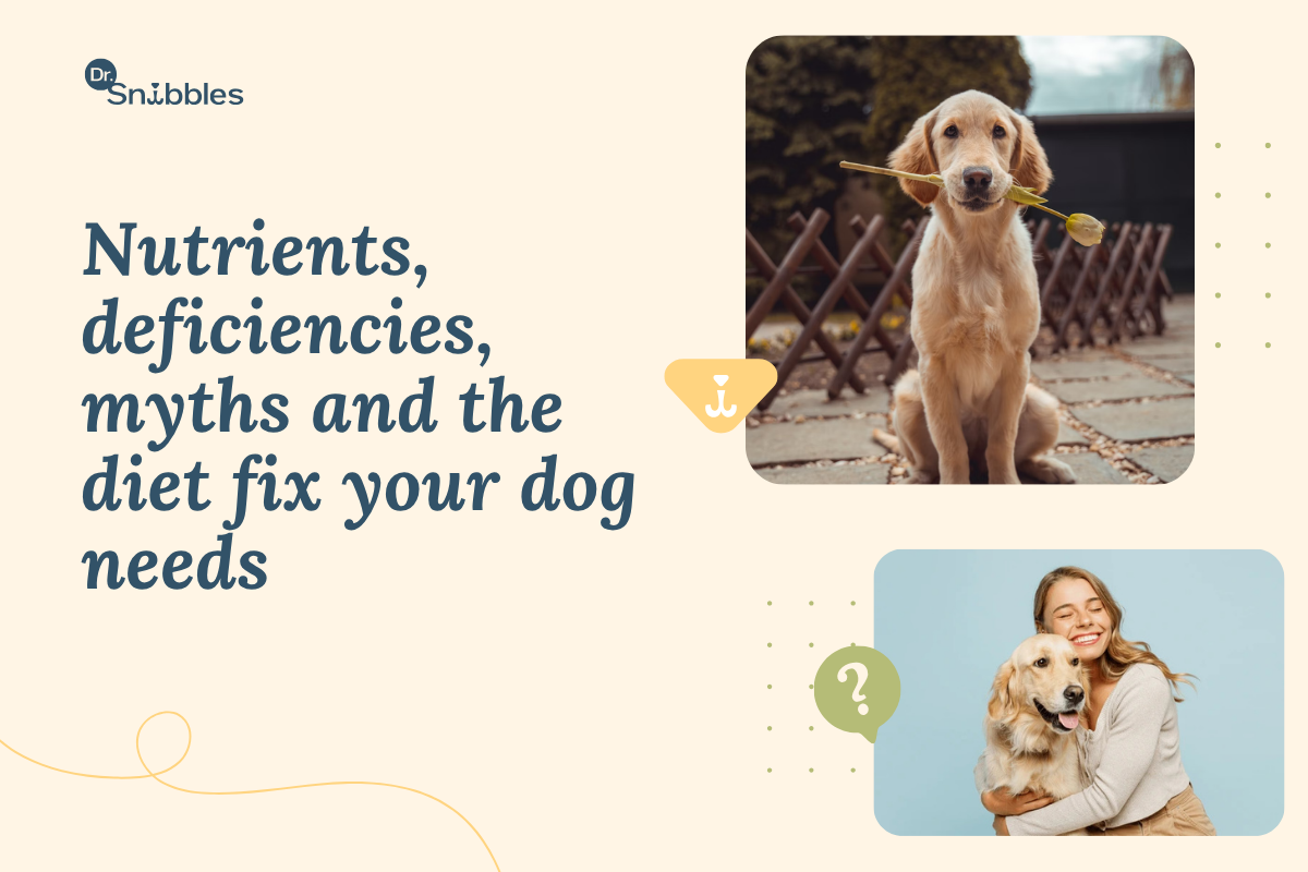 Does Your Dog's Diet Affect Their Skin and Coat?