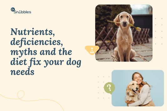 Does Your Dog's Diet Affect Their Skin and Coat?