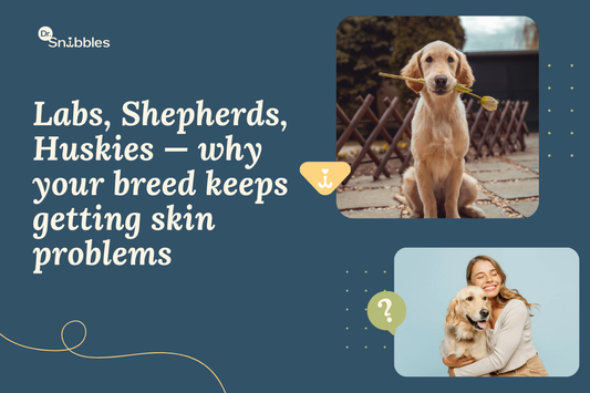 Breed-Specific Skin Problems in Dogs: Labs, German Shepherds, Huskies & More