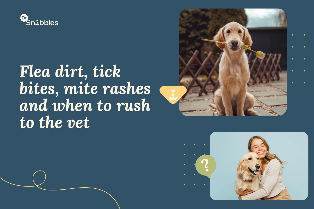 Fleas, Ticks, and Mites in Dogs: How to Spot, Treat, and Prevent Them (India Guide)