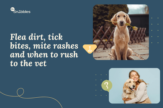 Fleas, Ticks, and Mites in Dogs: How to Spot, Treat, and Prevent Them (India Guide)
