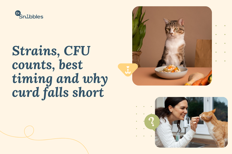 Not every probiotic suits a cat's sensitive gut. Here's how to pick one that actually works, and when it's worth giving.