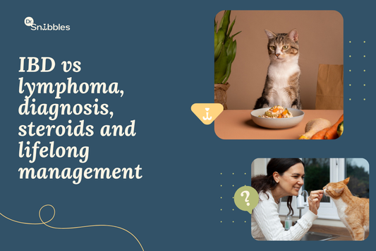 IBD in cats is often mistaken for a sensitive stomach. Testing is what confirms it, and most cats do well with care.