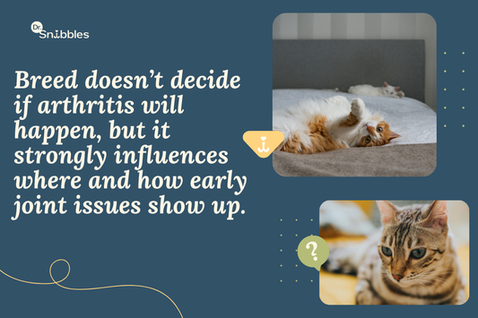 Which Cat Breeds Are Most Prone to Joint Problems and Arthritis?