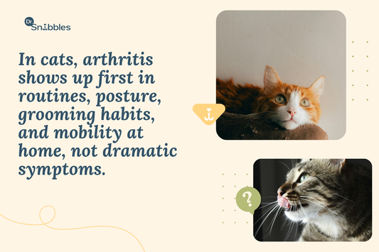 Signs of Arthritis in your Cats