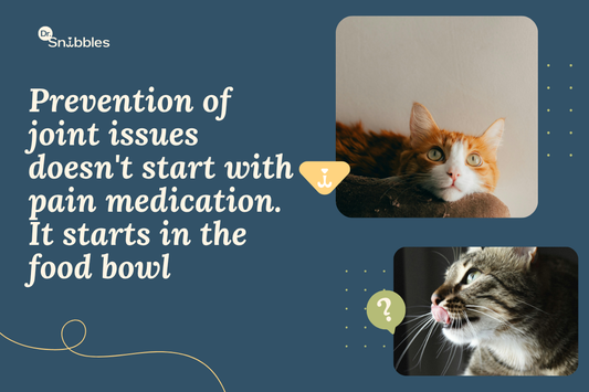 Why Nutrition Is the Most Powerful Tool for Protecting Your Cat's Joints