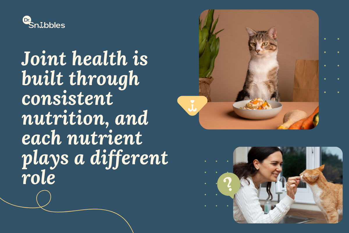 Nutrients That Protect Your Cat's Joints