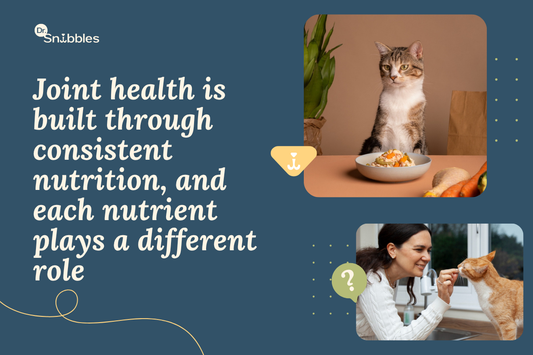 Nutrients That Protect Your Cat's Joints