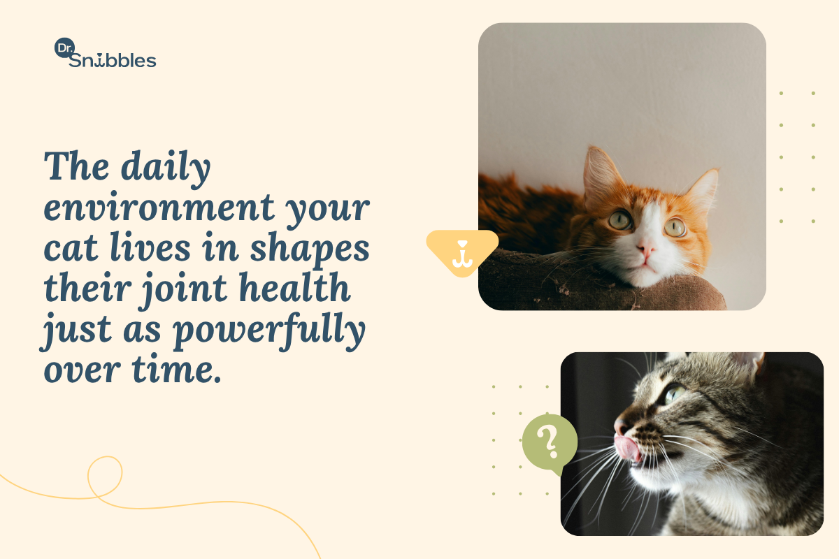 Lifestyle Habits That Protect Your Cat's Joints