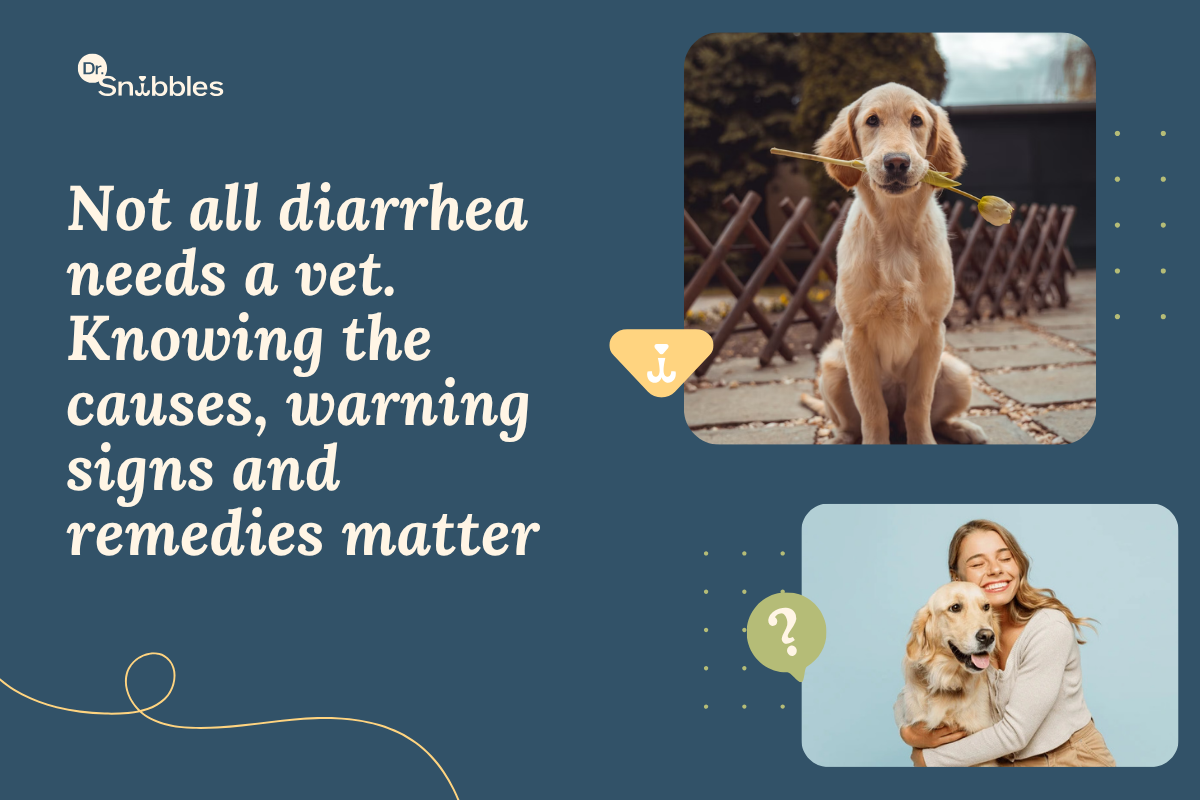 Not all diarrhea needs a vet. Knowing the causes, warning signs and remedies matter